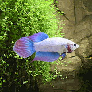 Betta femelle super delta selection (environ 5 cm)