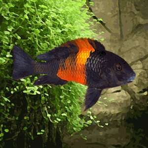 Tropheus moorii "bemba" (bande orange)