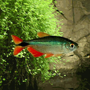 Tetras de buenos aires (environ 4 cm)