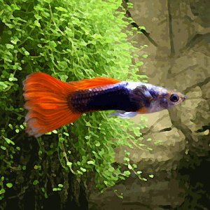 Guppy male metallic neon rouge (environ 4 cm)