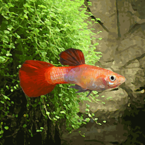 Guppy male red corail (environ 4 cm)