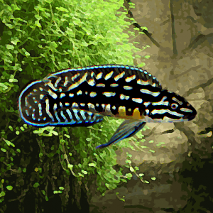 Julidochromis marlieri (environ 5 cm)