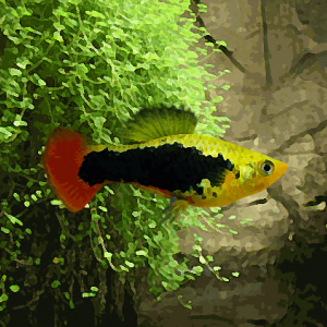 Platy hawai "aa" (environ 4.5 cm)