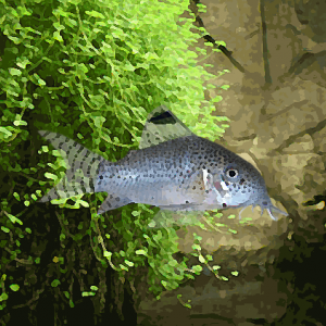 Corydoras punctatus