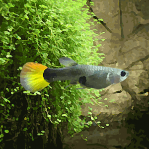 Guppy femelle blond (environ 4 cm)