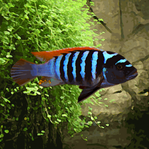 Pseudotropheus zebra red/blue (environ 5 cm)