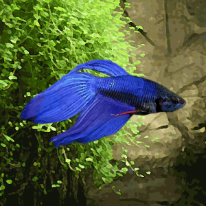 Betta male bleu (environ 6 cm)