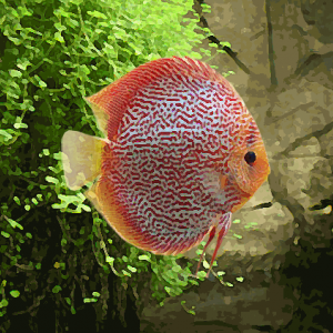 Discus Stendker snakeskin (environ 6 cm)