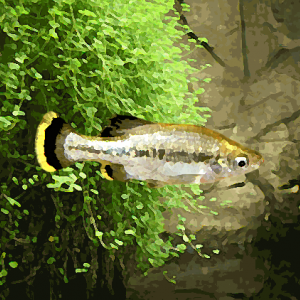 Ameca splendens (environ 4 cm)