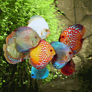 Discus Stendker melange (environ 9 cm)