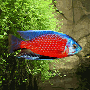 Copadichromis borleyi red fin (environ 5 cm)