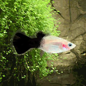 Platy panda (environ 3.5 cm)