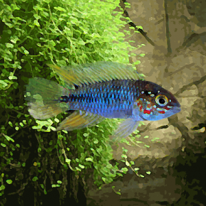 Apistogramma sp.opal (environ 4 cm)