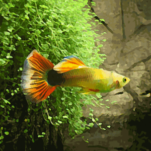 Guppy male sunray (environ 4 cm)