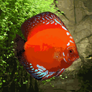 Discus Stendker marlboro rouge (environ 7 cm)