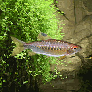 Tetras du niger (environ 7 cm)