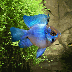 Apistogramma ramirezi sp.bleu electric ballon (environ 3.5 cm)