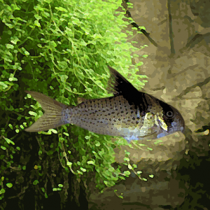 Corydoras melanistius (environ 5 cm)