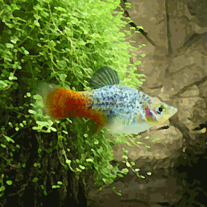 Platy calico bleu (environ 3.5 cm)