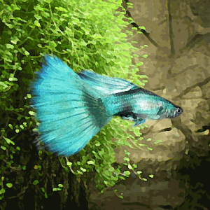 Guppy male moscou vert (environ 4 cm)