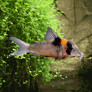 Corydoras serratus xxxl