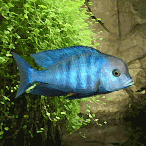 Haplochromis moori (environ 5 cm)