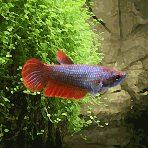 Betta femelle (environ 3.5 cm)