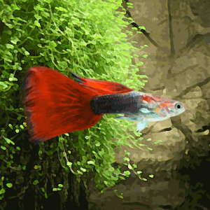 Guppy male tuxedo rouge (environ 4 cm)