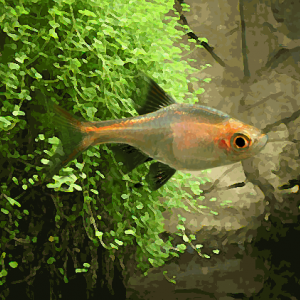 Rasbora heteromorpha gold (environ 3 cm)