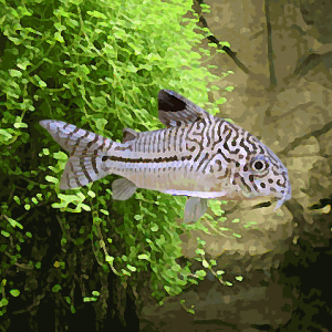 Corydoras julii (environ 3.5 cm)