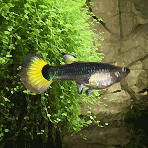 Guppy femelle tuxedo jaune (environ 4 cm)