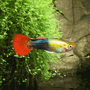 Guppy male or et rouge (environ 4 cm)