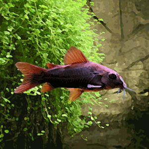 Corydoras sp.black venezuela (environ 4 cm)