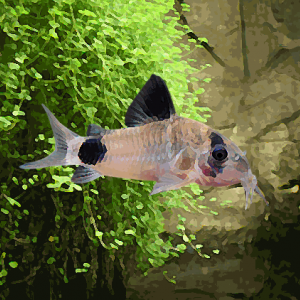 Corydoras panda (environ 3.5 cm)