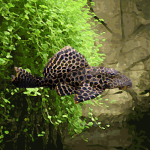 Pleco gibbiceps (environ 5 cm)