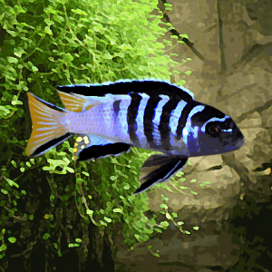 Pseudotropheus elongatus (environ 5 cm)