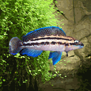 Julidochromis dickfeli (environ 5 cm)