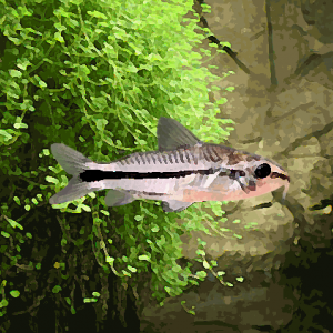 Corydoras pygmaeus (environ 2.5 cm)