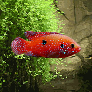Hemichromis lifalili (4 à 6 cm)