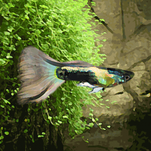 Guppy male tuxedo platinium (environ 4 cm)