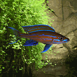 Paracyprichromis nigripinnis blue neon (environ 5 cm)