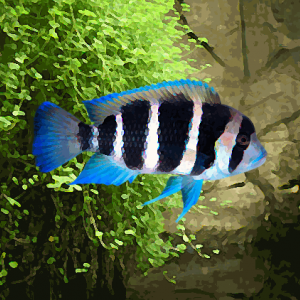 Cyphotilapia  frontosa (4 à 6 cm)