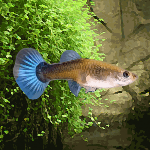 Guppy femelle bleu neon (environ 4 cm)