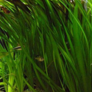 Vallisneria gigantea