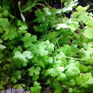 Hydrocotyle Sp. Japan