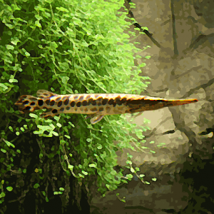 Poisson alligator "lepisosteus" (6 à 8 cm)