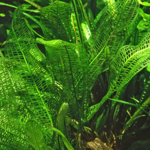 Aponogeton henkelianus  bulbe (3 à 5 cm)