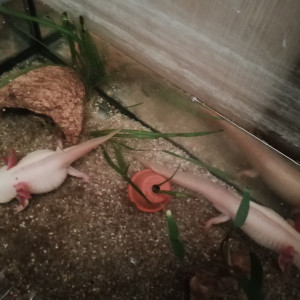 Axolotls leucistiques