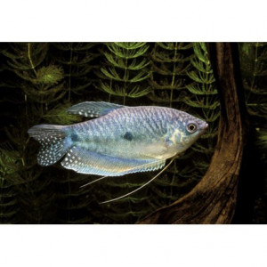 Gourami bleu