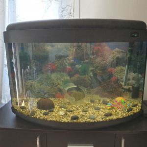 Vend aquarium